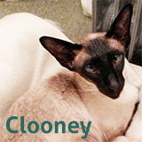Clooney