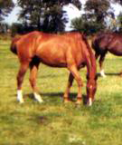 Ballymoss